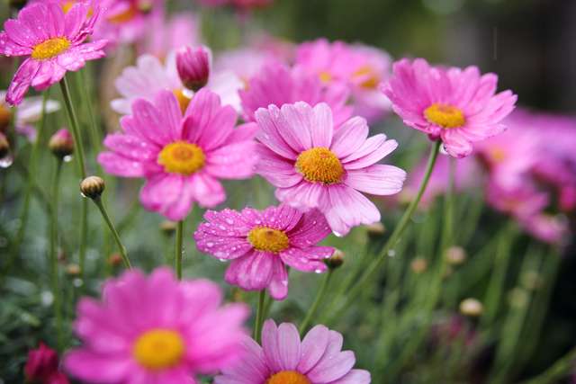 Pink Flowers - Rosa Margeriten im Regen