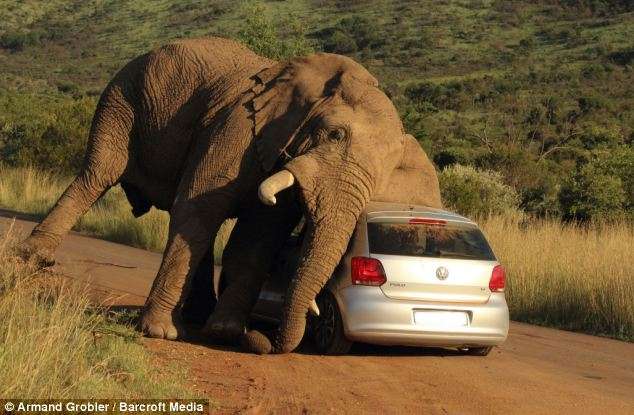 Elephant during musth smashes car in South Africa
