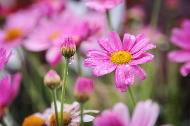 Pink Flowers - Rosa Margeriten im Regen