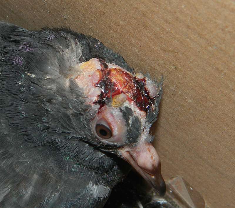Baby wth severe head wounds - Pigeon-Talk
