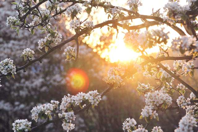 Sonnenuntergang Birnenbaum Blüten Frühling