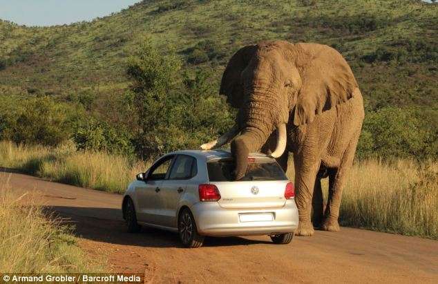Elephant during musth smashes car in South Africa