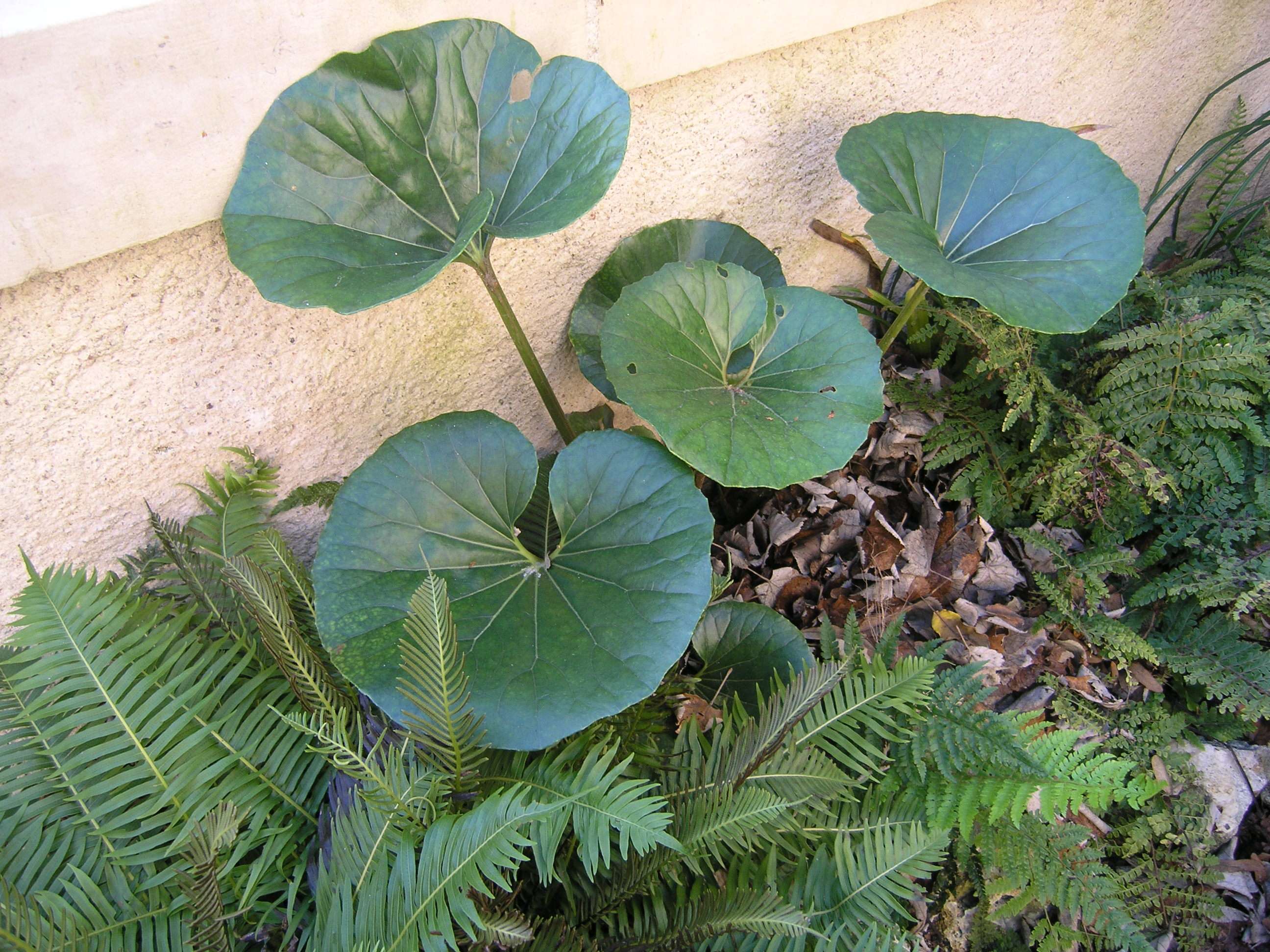 Farfugium japonicum var. giganteum