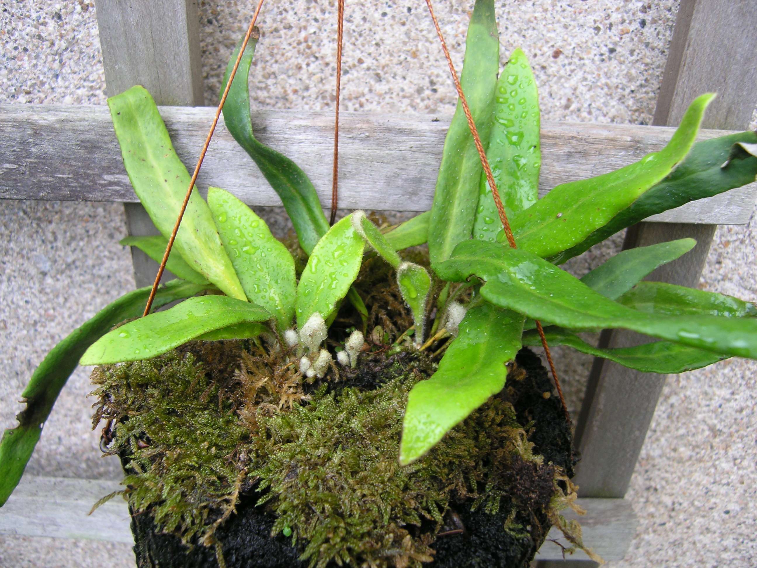 Pyrrosia linearifolia 'Iwadare hitotsuba'
