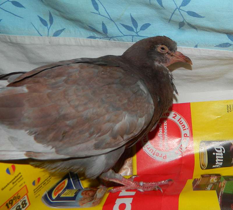 amoxicillin-20-pigeon