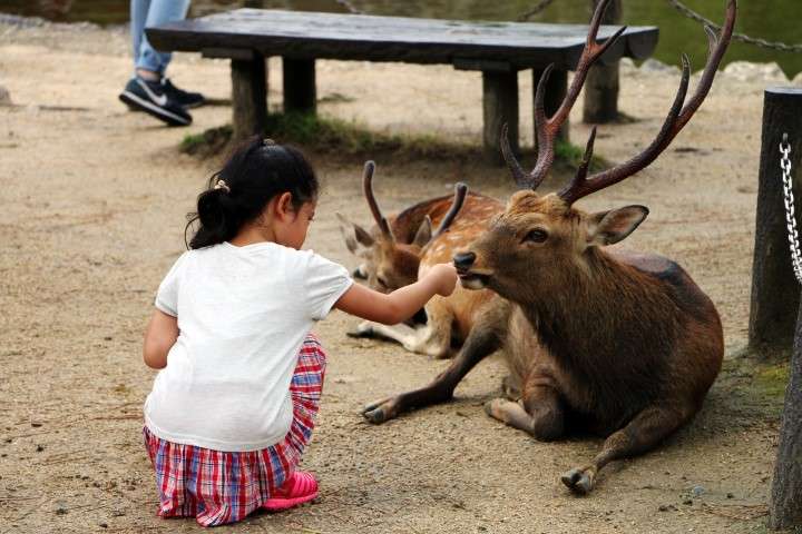 12. Nara, Fushimi Inari y Osaka - Konichiwa! 20 días en Japón 2015. (4)
