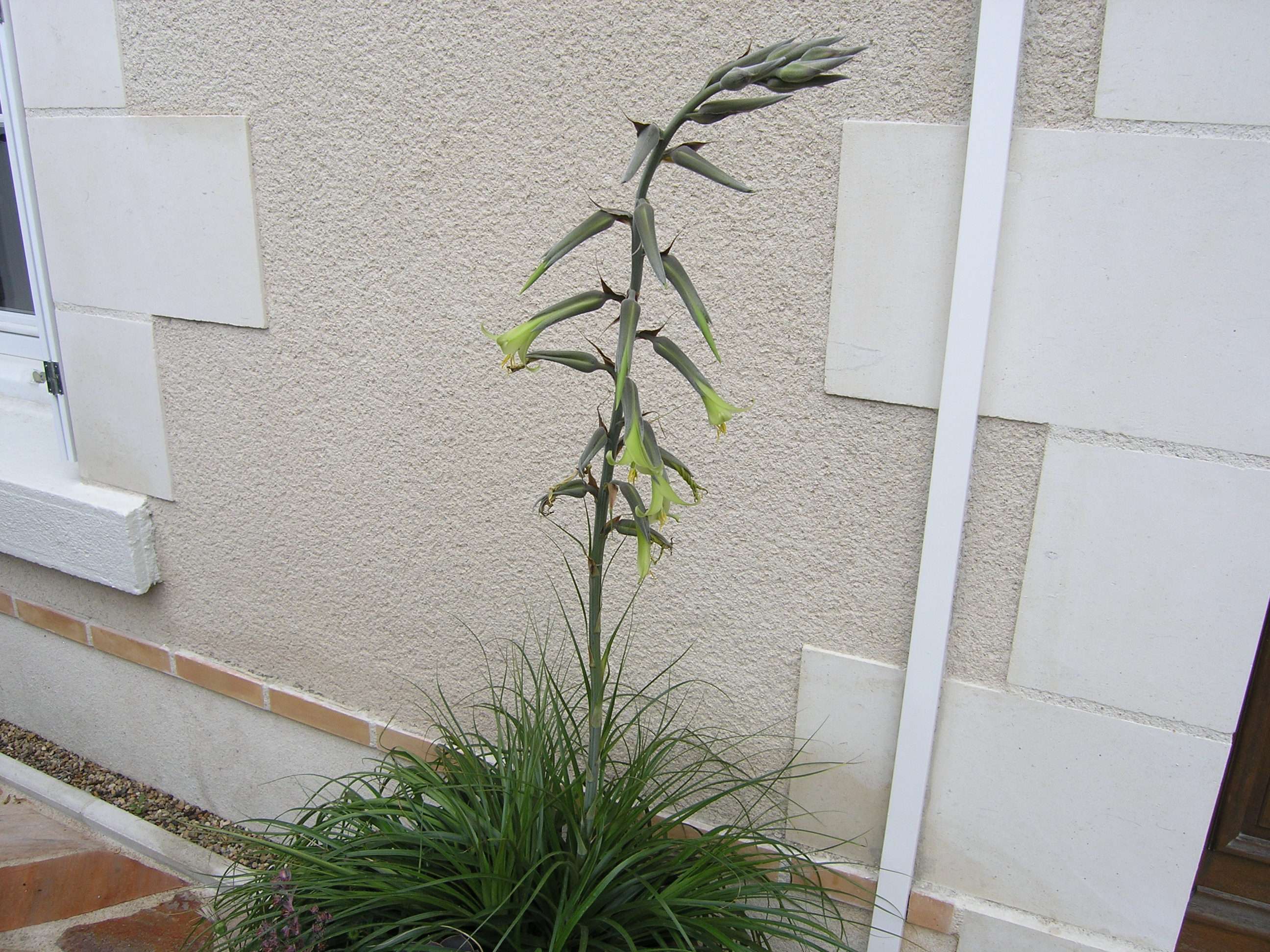 Puya mirabilis