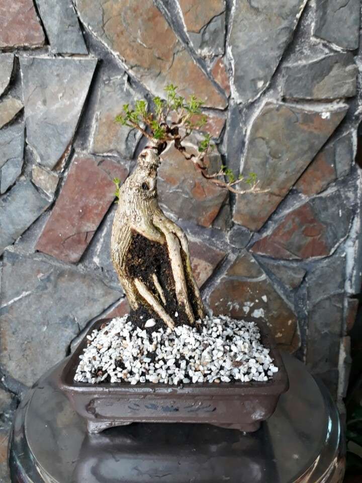 Cây sam hương đài loan bonsai mini - 1
