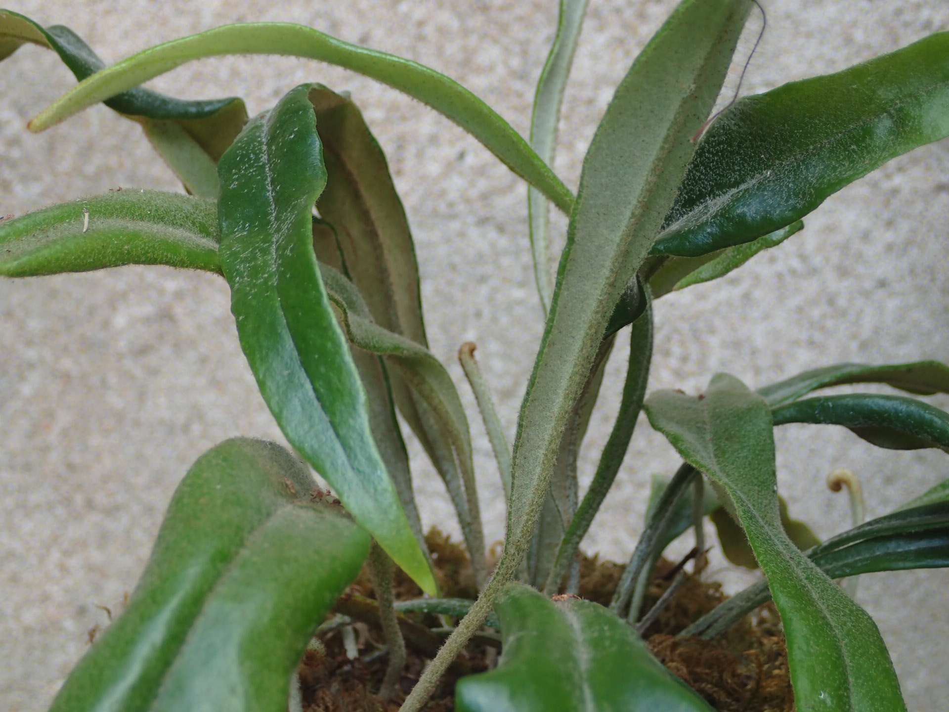 Pyrrosia albicans