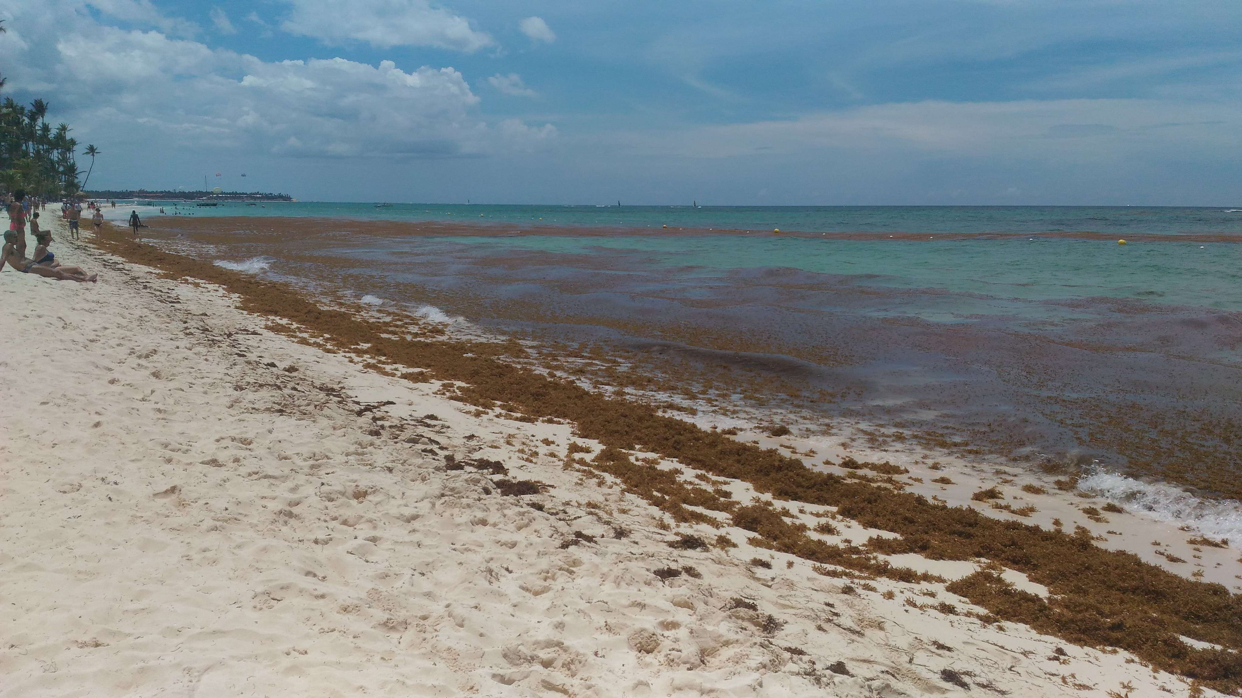 Algas (Sargazo) en playas de Punta Cana y Rep. Dominicana