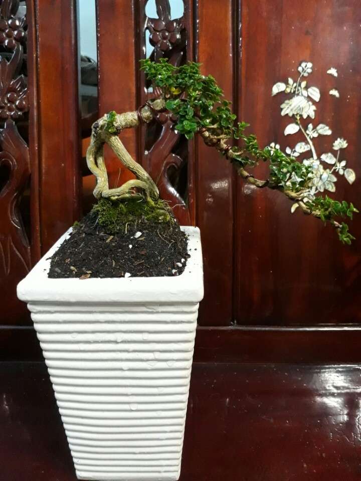 Cây sam hương đài loan bonsai mini