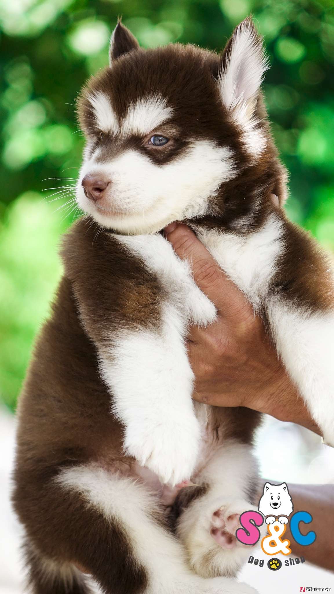 Toàn Quốc - S&C DOG SHOP Bán chó Alaska Nâu Đỏ - 15