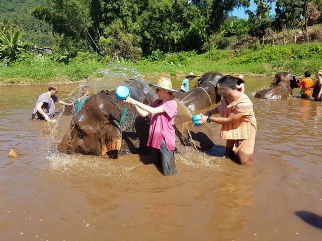 Viernes 4 de noviembre - Elefantes - Diario de un viaje inolvidable - 15 días por Tailandia (Noviembre 2016) (1)