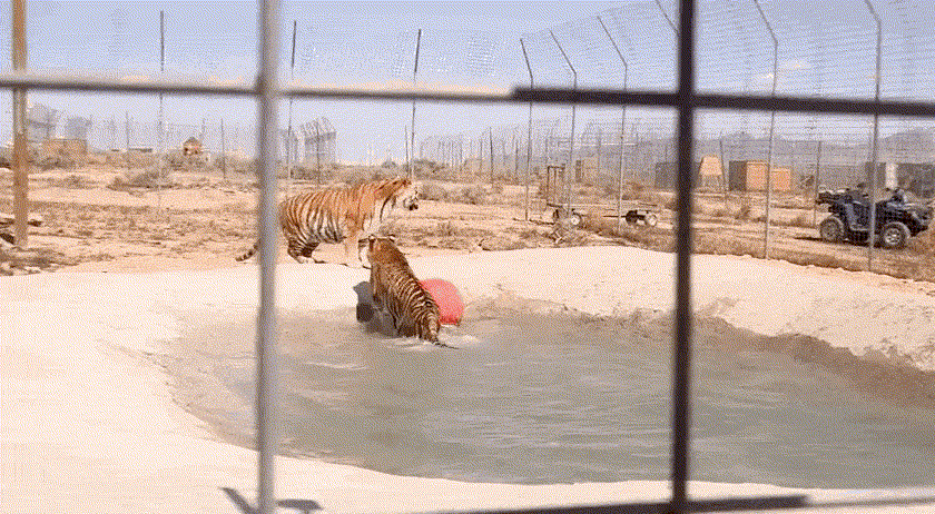 Tigres rescatados de una jaula sucia se muestran EUFÓRICOS al nadar por primera vez 3