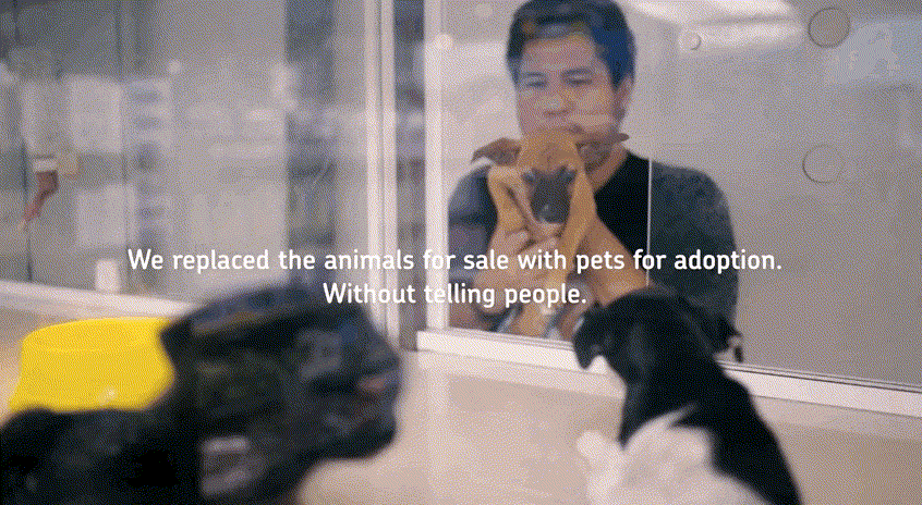 Esta tienda de mascotas sustituye secretamente todos los animales por animales RESCATADOS, los compradores se ENAMORAN de ellos 1