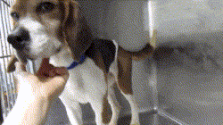 Beagles liberados después de 5 años en jaulas de laboratorio tocan la hierba por primera vez en su vida. ¡EMOTIVO! 2
