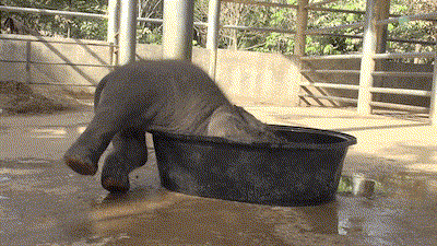 Este elefante bebé hace el "gamberro" a la hora del baño... Hasta que mamá dice basta 1