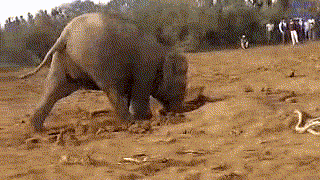 Una devota madre elefante pasa 11 horas excavando un pozo para rescatar a su bebé 2