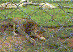 Este león liberado de un circo DESPUÉS DE 13 AÑOS siente la tierra bajo sus patas por primera vez 2