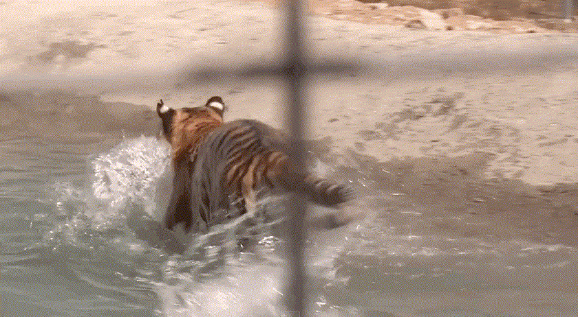 Tigres rescatados de una jaula sucia se muestran EUFÓRICOS al nadar por primera vez 4