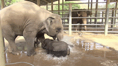 Este elefante bebé hace el "gamberro" a la hora del baño... Hasta que mamá dice basta 3