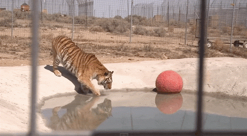 Tigres rescatados de una jaula sucia se muestran EUFÓRICOS al nadar por primera vez 1