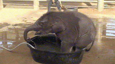 Este elefante bebé hace el "gamberro" a la hora del baño... Hasta que mamá dice basta 2