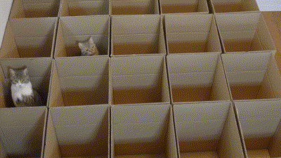 Tenían algunos cajas extra y crean algo ALUCINANTE... Para sus gatos 2