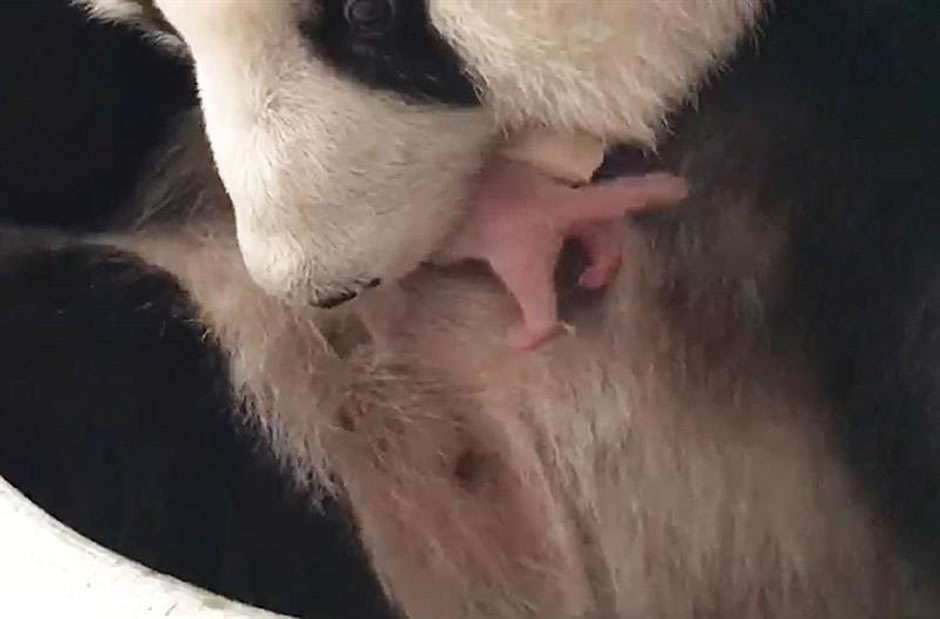 La pareja de pandas gigantes del zoo de Kuala Lumpur tiene su segundo hijo