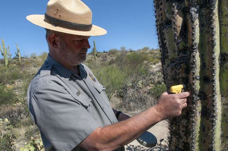 Microchips para vigilar que no se roben los gigantescos cactus de Arizona